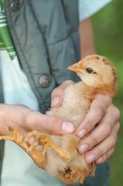 Petit garçon tient un poussin dans ses mains — Photo