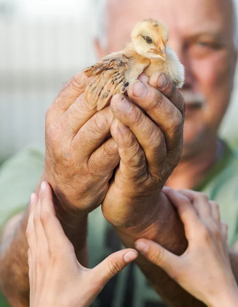 Pollito en las manos del anciano y las manos pequeñas ayudan a sostener un concepto de pájaro —  Fotos de Stock