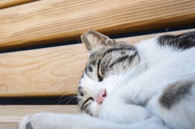 Sokak bankta uykulu kedi