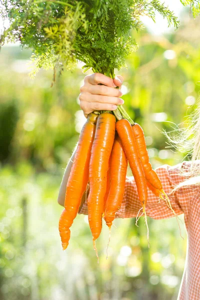 Bunch Carrots Woman Hand — Stock Photo, Image