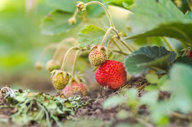 bahçe çileği, kırsal alan