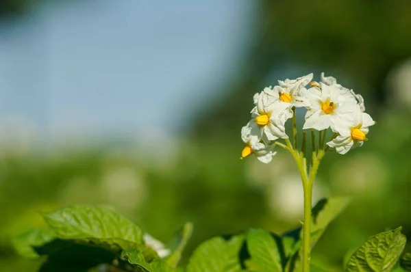 Fioritura Delle Patate Coltivazione — Foto Stock