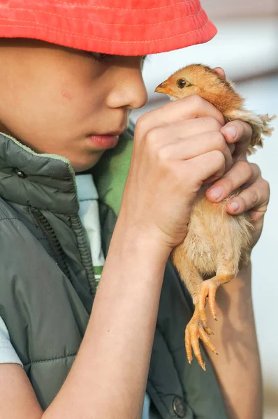 その少年は好奇心を持って鶏を抱いている — ストック写真