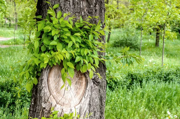 Arbre Vert Dans Une Forêt — Photo