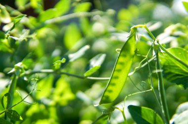Güneşli bir günde büyüyen yeşil bezelyeler.