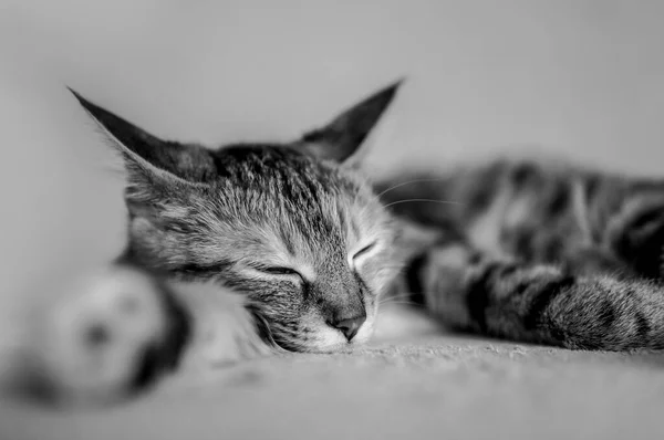 Cat Sleeping Home Black White — Stock Photo, Image