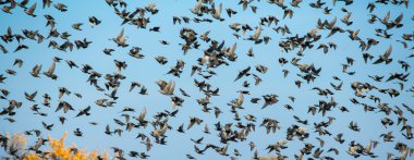 Kuş sürüsü ile sonbahar gökyüzü