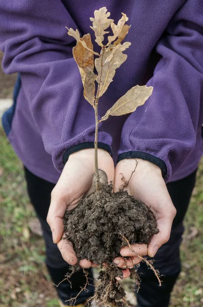 Mujer sostener joven roble de otoño con raíces — Foto de Stock