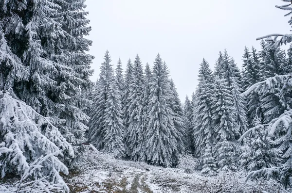 冬の風景。雪の中でのトウヒ林 — ストック写真