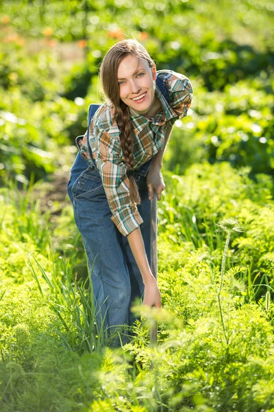 Werken in groenten tuin — Stockfoto