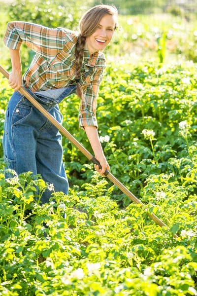 Culivation potatis — Stockfoto