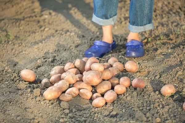 Potato — Stock Photo, Image