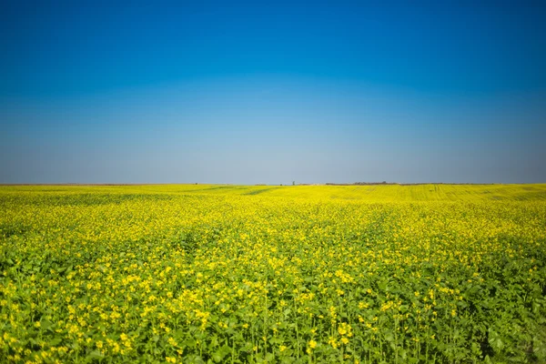 Campo e céu — Fotografia de Stock