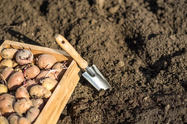 Kartoffelkeime in einer Kiste — Stockfoto