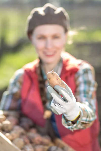 Gekiemde aardappelen — Stockfoto