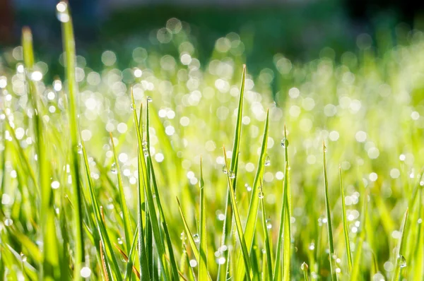 Hierba verde — Foto de Stock