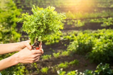 Kadın elinde taze maydanoz