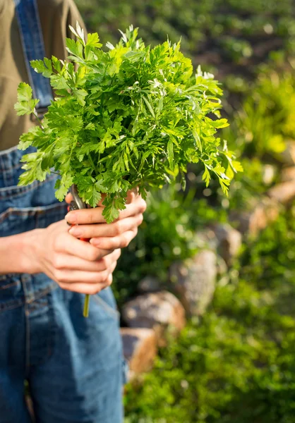 Frische Petersilie in der Hand der Frau — Stockfoto