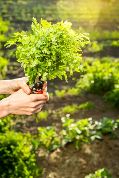 Fresh parsley in  woman hand — Stock Photo, Image