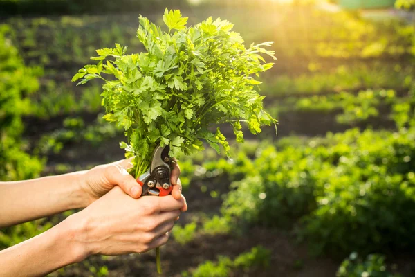 Verse peterselie in vrouw hand — Stockfoto