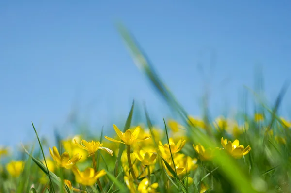 Fondo de verano — Foto de Stock