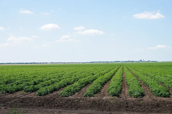 Campo de tomate con filas de plantas de tomate — Foto de Stock