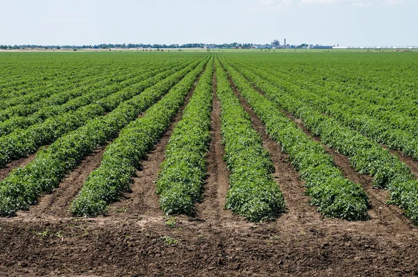 Campo di pomodoro con file di piante di pomodoro — Foto Stock