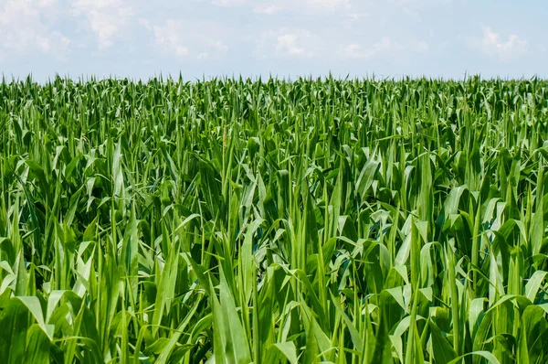 Corn field — Stock Photo, Image