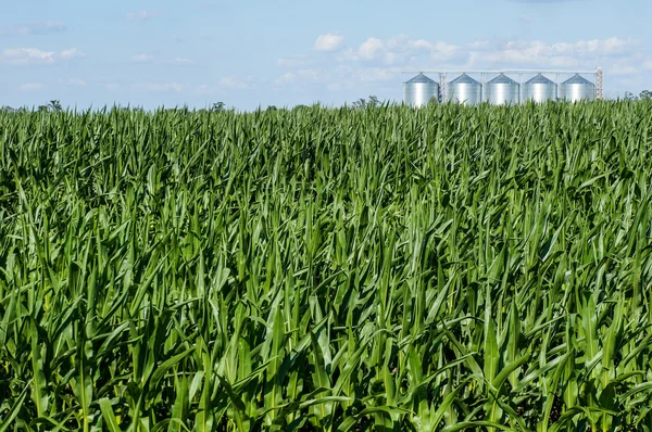 Maisfeld mit Lagerhallen — Stockfoto