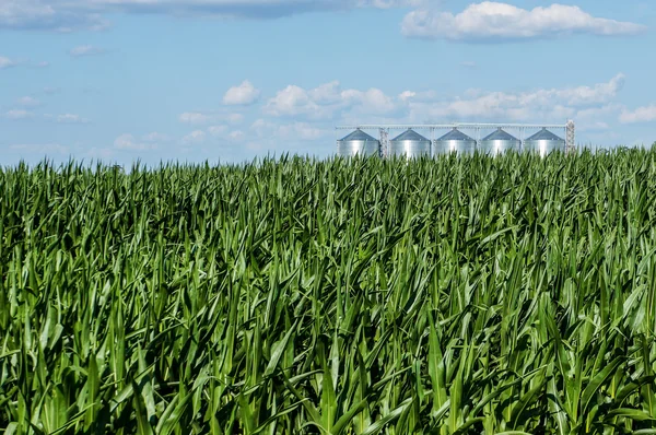 Campo de maíz con almacenes — Foto de Stock