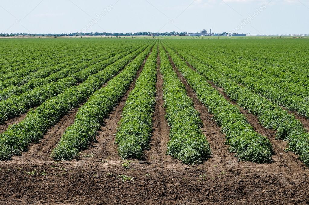 Tomato field with rows of tomato plants Stock Photo by ©PEPPERSMINT