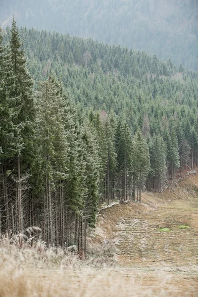 Vacker skog i tidig vinter — Stockfoto