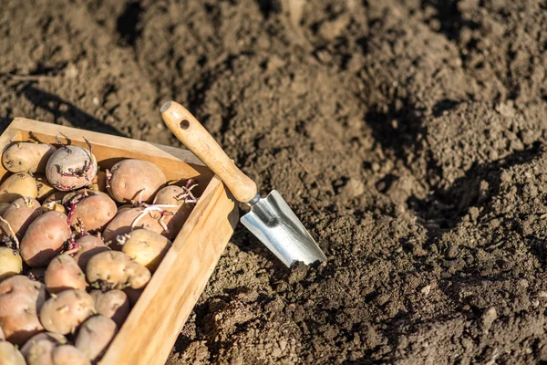 Vorbereitungen zur Kartoffelanpflanzung — Stockfoto