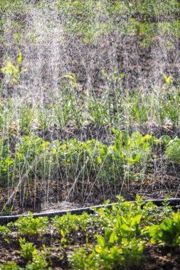 Sebze çim yağmurlama güneşli bahar gününde satırlarla