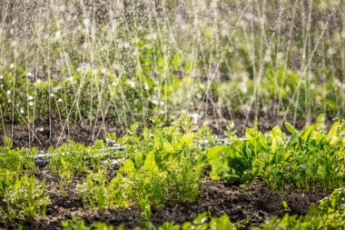 Sebze çim yağmurlama güneşli bahar gününde satırlarla