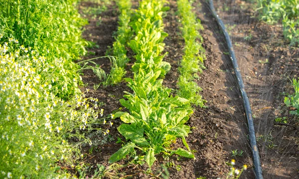 Fondo de jardinería de primavera — Foto de Stock