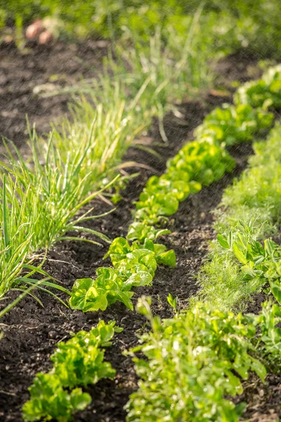 Linhas de legumes com aspersor de gramado em um dia de primavera ensolarado — Fotografia de Stock