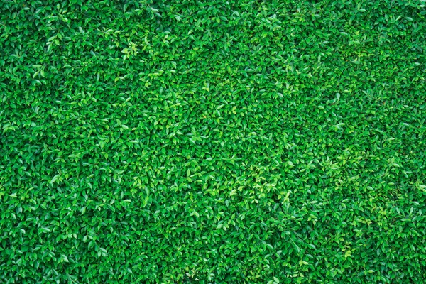 Natuurlijke Groene Planten Muur Sierbomen Voor Achtergrond Groene Bladeren Achtergrond — Stockfoto