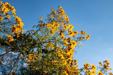 Mavi gökyüzüne karşı sarı çiçekler