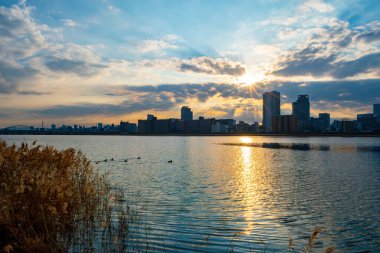 Riverside şafağında mavi bir gökyüzü, bazı bitkiler ve arka planda bazı binalar