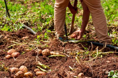 Fontanales, Gran Canaria, Kanarya Adaları 'ndaki çiftlikte taze patates seçimi.