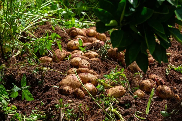 Selection Freshly Harvested Potatoes Farm Fontanales Gran Canaria Canary Islands — Stock Photo, Image