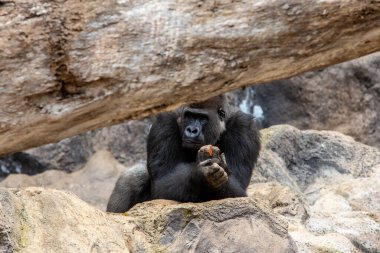 Büyük bir gümüşçil goril örneği. Tenerife, Kanarya Adaları. İspanya