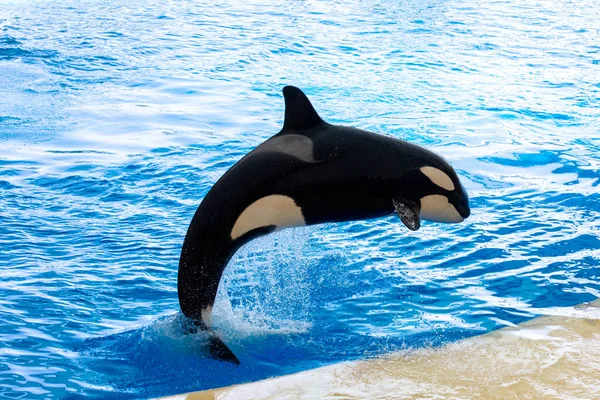 Mooie Orka Die Een Marineshow Doet Tenerife Canarische Eilanden — Stockfoto