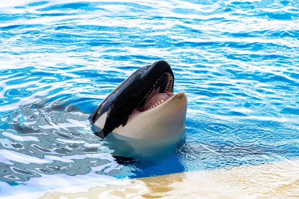 Hermosa Ballena Asesina Haciendo Espectáculo Marino Tenerife Islas Canarias — Foto de Stock