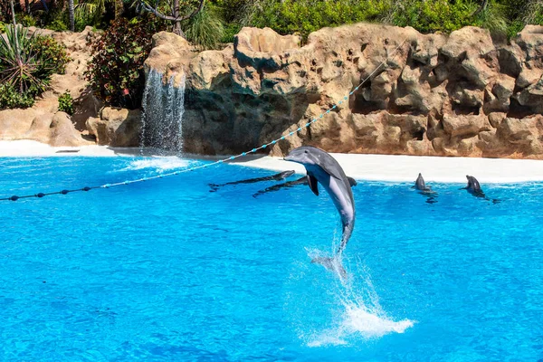 Spectacle Dauphins Dans Dauphin Des Îles Canaries Espagne — Photo