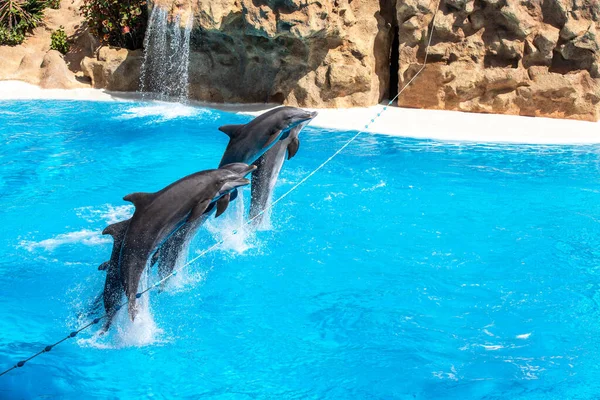 Delfíní Show Delfináriu Kanárském Ostrově Španělsko Stock Obrázky