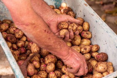 Fontanales, Gran Canaria, Kanarya Adaları 'ndaki çiftlikte taze patates seçimi.