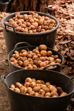 Fontanales, Gran Canaria, Kanarya Adaları 'ndaki çiftlikte taze patates seçimi.
