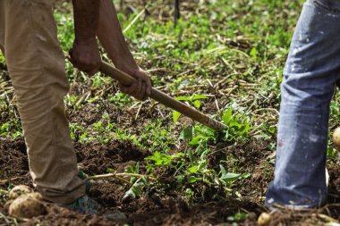 Fontanales, Gran Canaria, Kanarya Adaları 'ndaki çiftlikte taze patates seçimi.